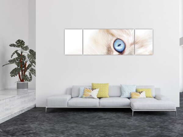 Obraz - Koťátko (170x50 cm)