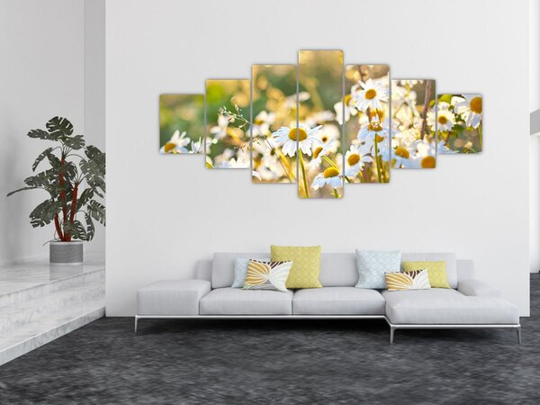 Obraz - Kopretiny (210x100 cm)