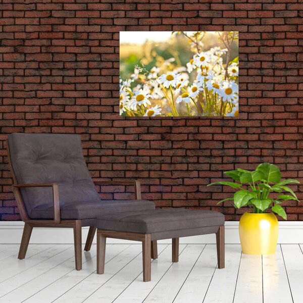 Obraz - Kopretiny (70x50 cm)