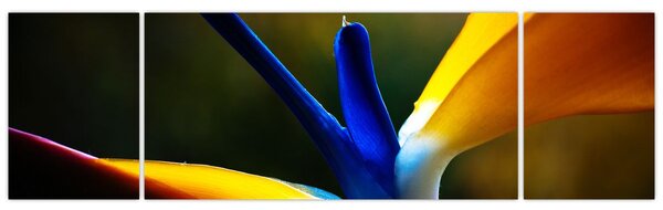 Obraz - Exotický květ (170x50 cm)