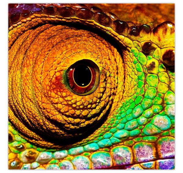 Obraz - Chameleon (30x30 cm)