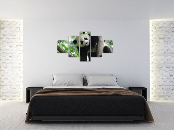 Obraz - Panda na stromě (125x70 cm)