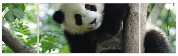 Obraz - Panda na stromě (170x50 cm)