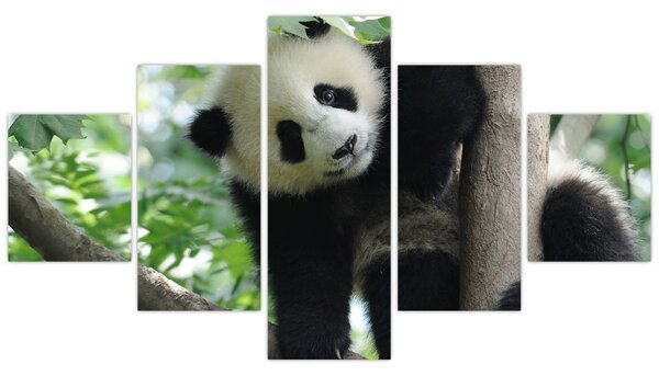 Obraz - Panda na stromě (125x70 cm)