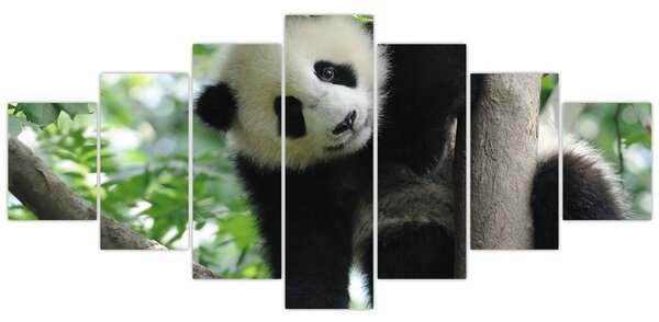 Obraz - Panda na stromě (210x100 cm)
