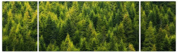 Obraz - Hustý les (170x50 cm)