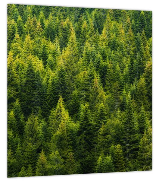 Obraz - Hustý les (30x30 cm)