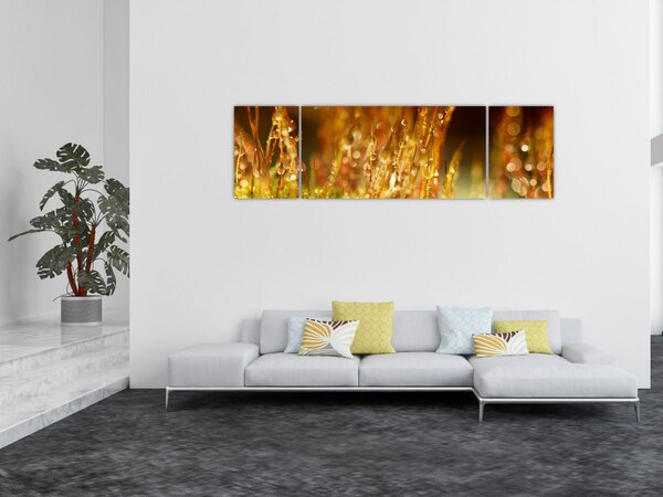 Obraz - Detail rosy (170x50 cm)
