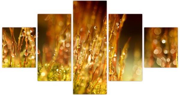 Obraz - Detail rosy (125x70 cm)