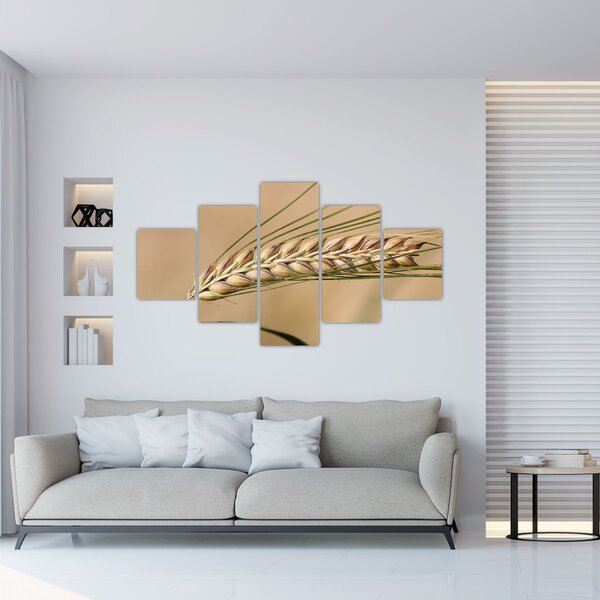 Obraz - Pšenice (125x70 cm)