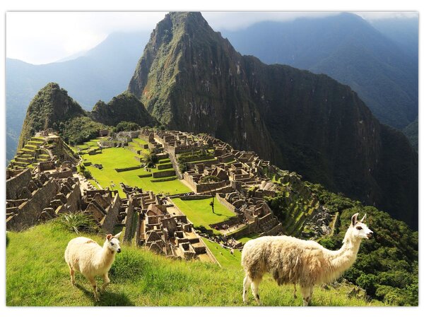 Obraz - Lamy v Machu Picchu (70x50 cm)