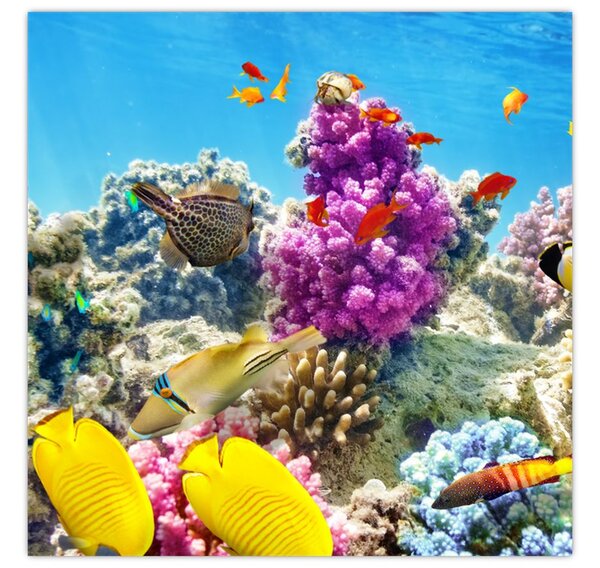 Obraz - Mořský svět (30x30 cm)