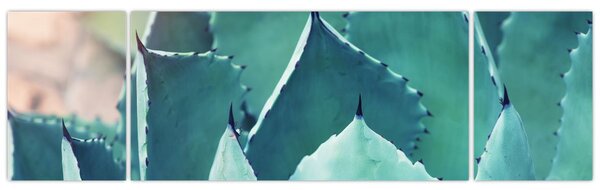 Obraz - Sukulent (170x50 cm)