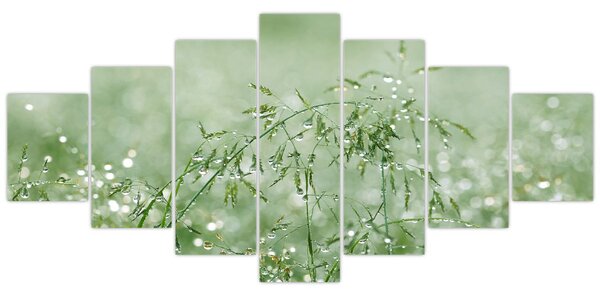 Obraz - Ranní rosa na stéblech trávy (210x100 cm)