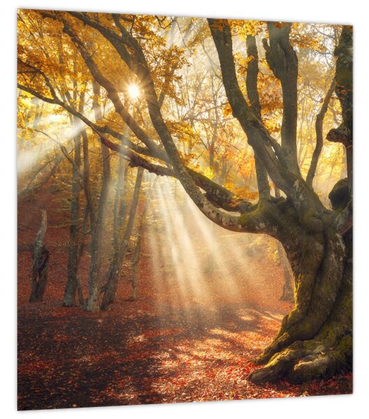 Obraz - Podzimní svit (30x30 cm)