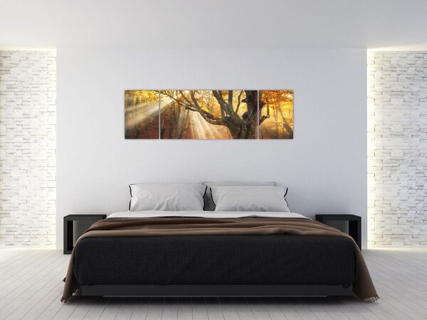 Obraz - Podzimní svit (170x50 cm)