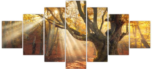 Obraz - Podzimní svit (210x100 cm)