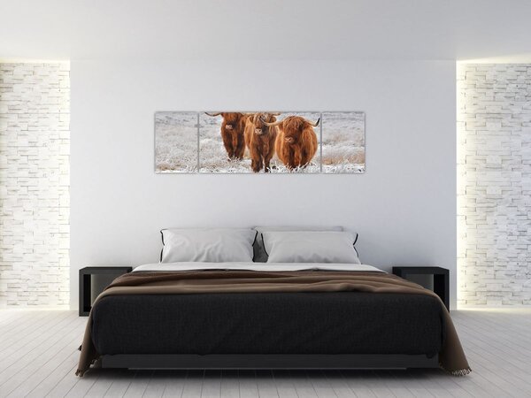 Obraz - Skotské krávy (170x50 cm)