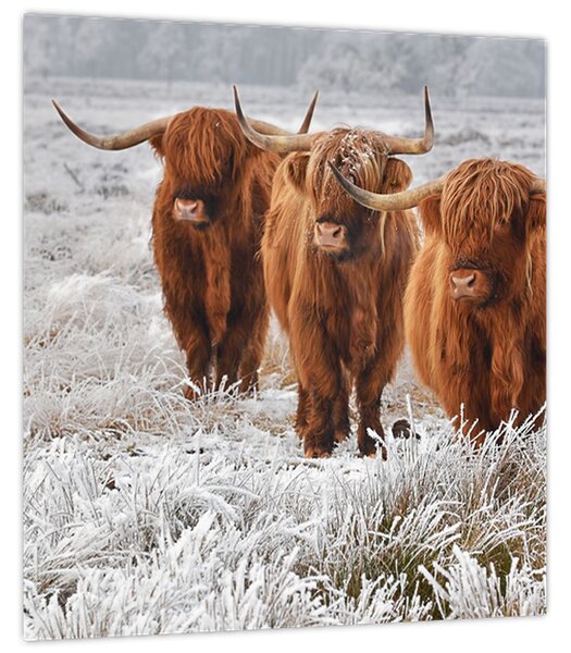 Obraz - Skotské krávy (30x30 cm)