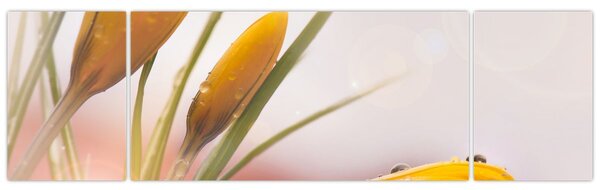 Obraz - Jarní květy (170x50 cm)