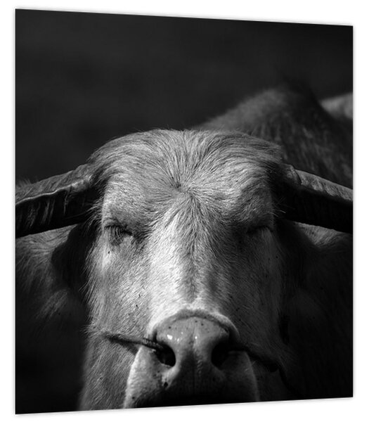 Obraz - Kráva (30x30 cm)
