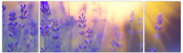 Obraz - Levandule (170x50 cm)