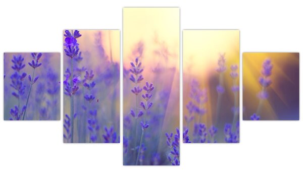 Obraz - Levandule (125x70 cm)
