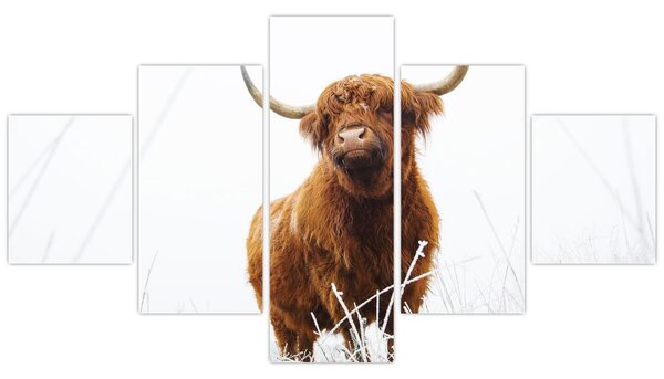 Obraz - Skotská kráva (125x70 cm)