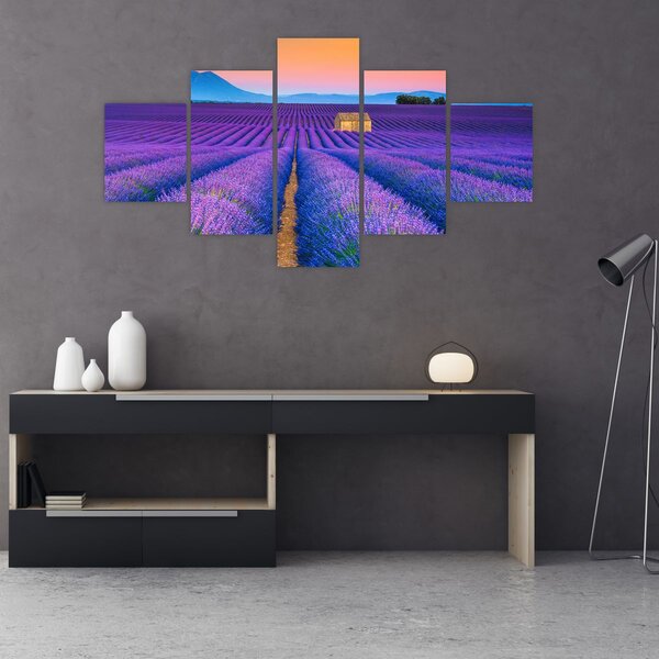 Obraz - Levandulové pole (125x70 cm)