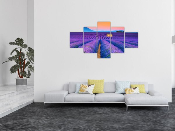 Obraz - Levandulové pole (125x70 cm)