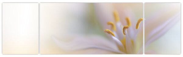 Obraz - Jemný květ (170x50 cm)
