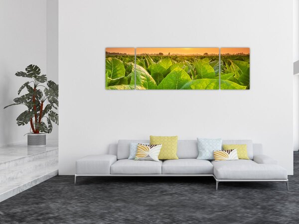 Obraz - Pole (170x50 cm)