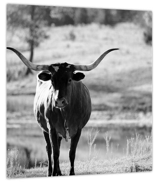 Obraz - Kráva, černobílá (30x30 cm)