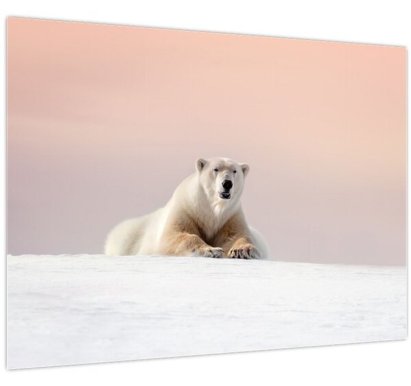 Obraz - Lední medvěd (70x50 cm)