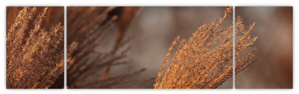 Obraz - Kortaderie (170x50 cm)