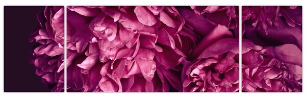 Obraz - Kytice pivoněk (170x50 cm)