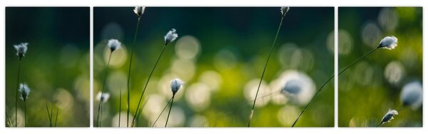Obraz - Tráva (170x50 cm)