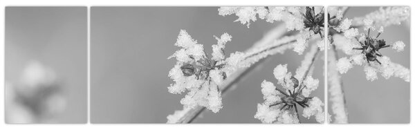 Obraz - Zmrzlá rostlina (170x50 cm)