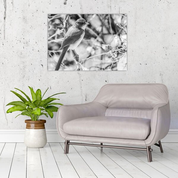 Obraz - Modrý pták v zimě (70x50 cm)