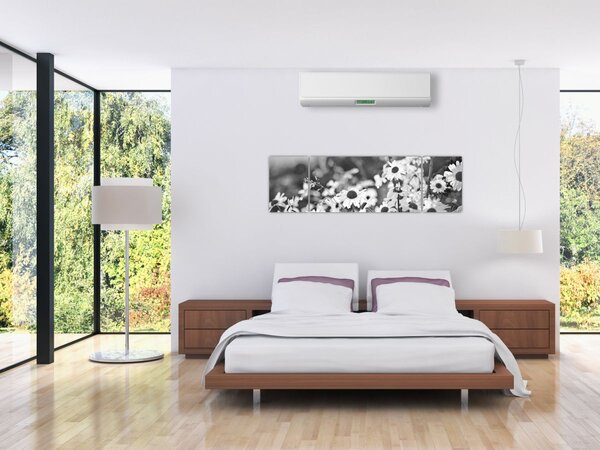 Obraz - Kopretiny (170x50 cm)