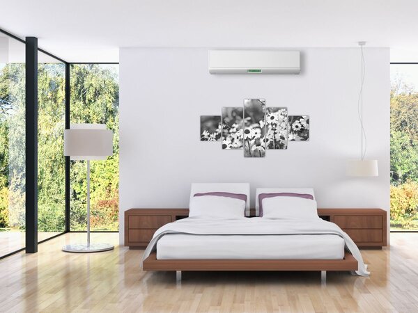 Obraz - Kopretiny (125x70 cm)