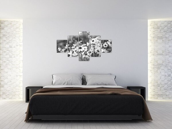 Obraz - Kopretiny (125x70 cm)