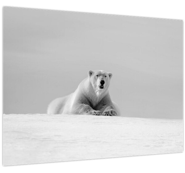 Obraz - Lední medvěd (70x50 cm)