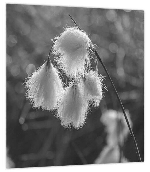 Obraz - Cottongrass (30x30 cm)
