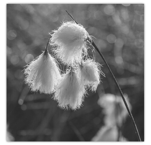 Obraz - Cottongrass (30x30 cm)