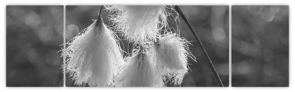 Obraz - Cottongrass (170x50 cm)