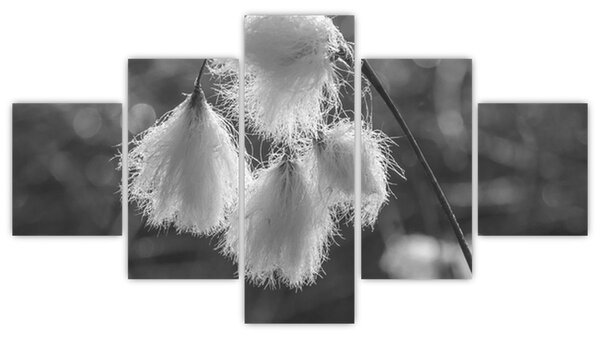 Obraz - Cottongrass (125x70 cm)