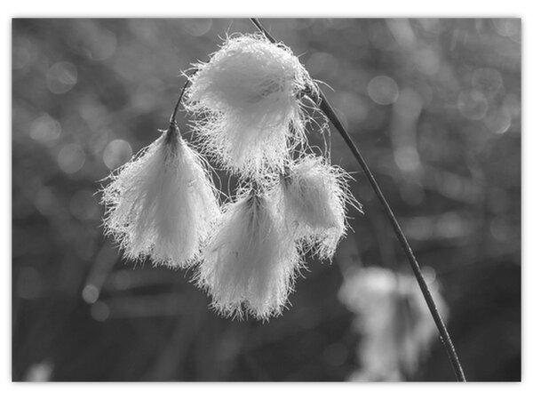Obraz - Cottongrass (70x50 cm)