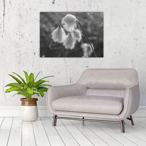 Obraz - Cottongrass (70x50 cm)