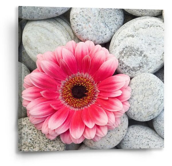 Sablio Obraz Gerbera na kamenech - 50x50 cm